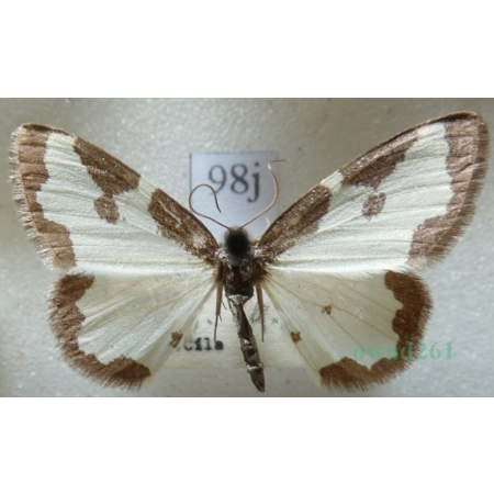 Lomaspilis marginata (Linnaeus, 1758) Plamiec nabuczak Czech98j